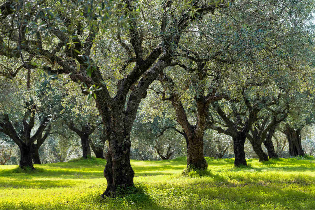 Olivenbaum-Patenschaft in Zakynthos, Griechenland | Olivy  Olivy-Zante